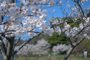 桜
