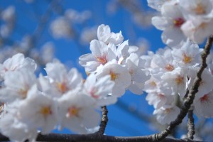 桜