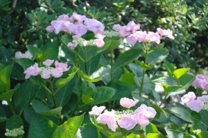 紫陽花