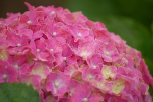 花が綺麗