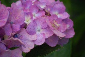 あじさいの花