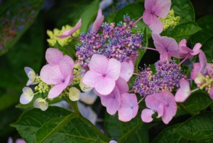 あじさいの花