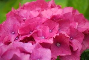 あじさいの花