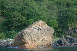 一本松