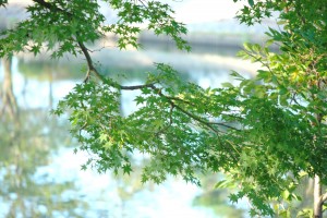 今は青紅葉です。