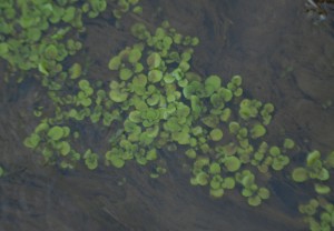 鮮やかです。