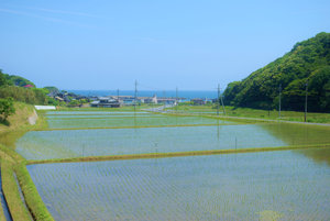 お米も海を眺めます(^^)