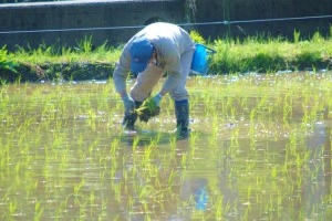 大変な作業です!