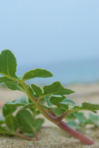 いい香りがしてきます。