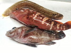 良い魚を釣られました!