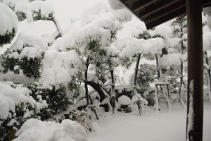 当館の松も危ないです。