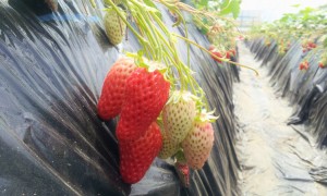 美味しそうな苺を探しながら(^^)