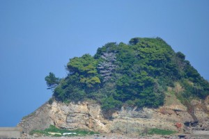 桜が咲いております^_^