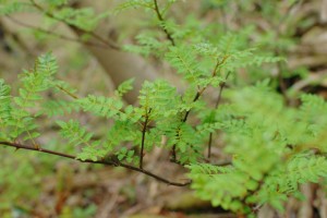 山椒の木