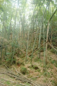 いざ竹林へ!