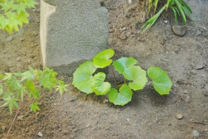 ツワブキ