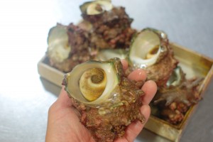 大きいでしょ(^^)/