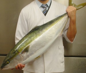 丹後の鰤!