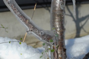 桜の幹が。。。。