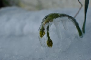 水仙。。。咲くのか。。。。。