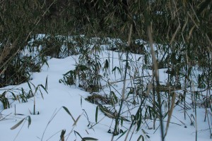 雪が、、。