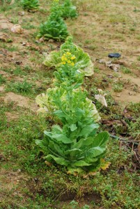 白菜が開花してます!