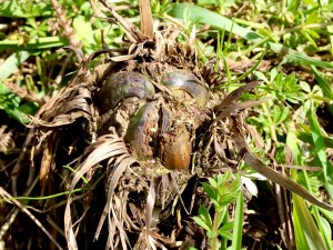 コゴミはココから出てきます!
