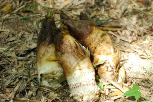 筍収穫