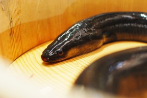 ウナギ!